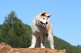 AKITA INU 452
